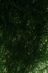 Similar image 2938548