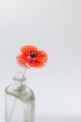 Similar image 2938586