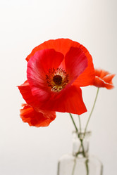 Similar image 2938595