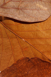 Similar image 2939018