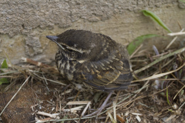 Similar image 2939377