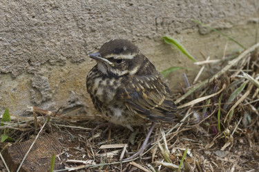 Similar image 2939385