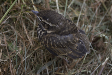 Similar image 2939387