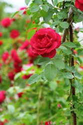 Similar image 2939687