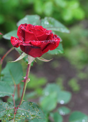 Similar image 2939699