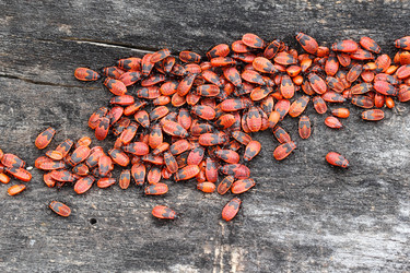 Similar image 2939755