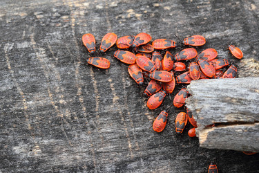 Similar image 2939756