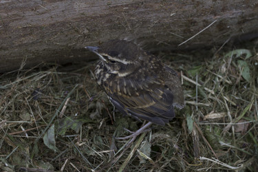 Similar image 2939955