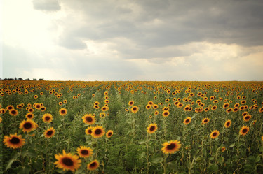 Similar image 2941274