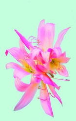 Similar image 2942248