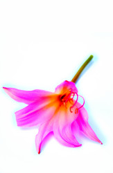 Similar image 2942270