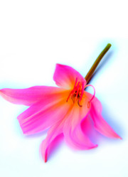 Similar image 2942272