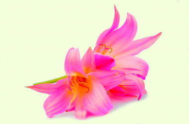 Similar image 2942280