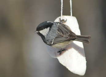 Similar image 2942961