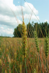 Similar image 2943583