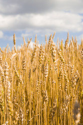 Similar image 2945088