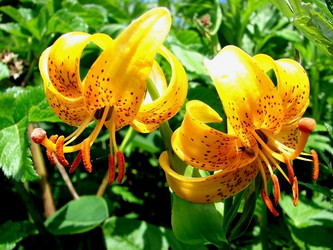 Similar image 2945154