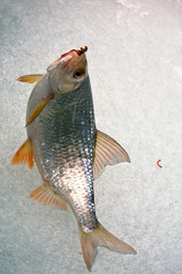 Similar image 2946976