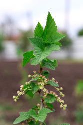 Similar image 2947236