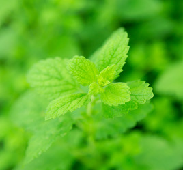 Similar image 2947775