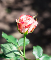 Similar image 2947794