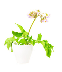 Similar image 2947888