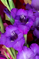 Similar image 2947966