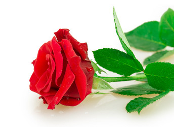 Similar image 2948039