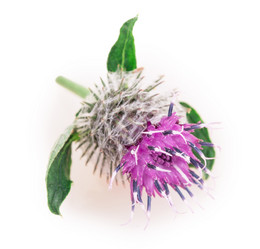 Similar image 2948126