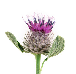 Similar image 2948128