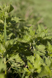 Similar image 2949235