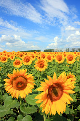 Similar image 2949261