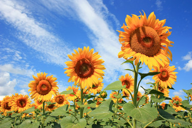 Similar image 2949264