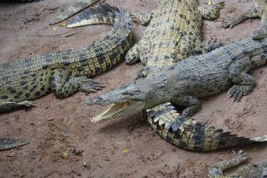 Similar image 2950560