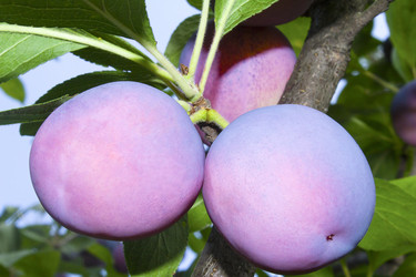 Similar image 2950875