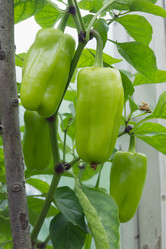 Similar image 2950975