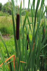 Similar image 2951026