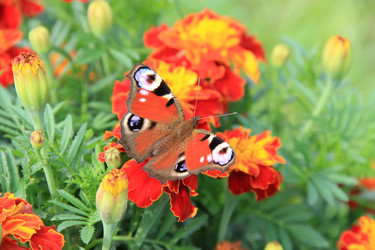 Similar image 2953417