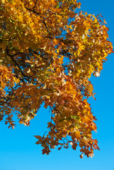 Similar image 2953628