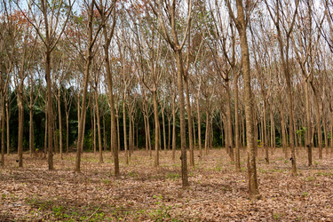 Similar image 2954099