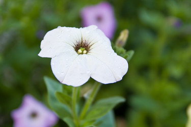 Similar image 2954412