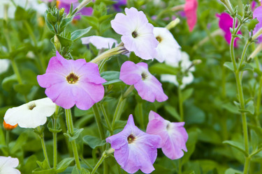 Similar image 2954413