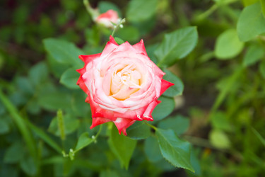 Similar image 2954417