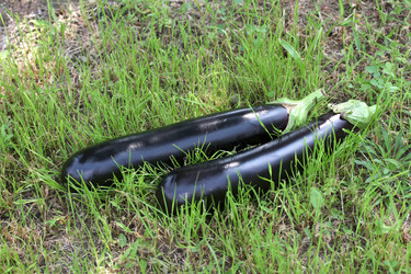 Similar image 2954542