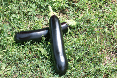 Similar image 2954556