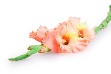 Similar image 2954570