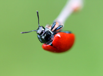 Similar image 2954772