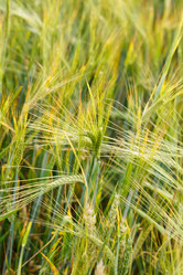 Similar image 2956027