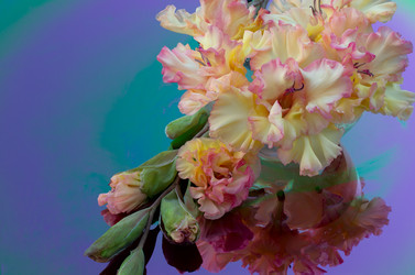 Similar image 2956335