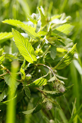 Similar image 2956568